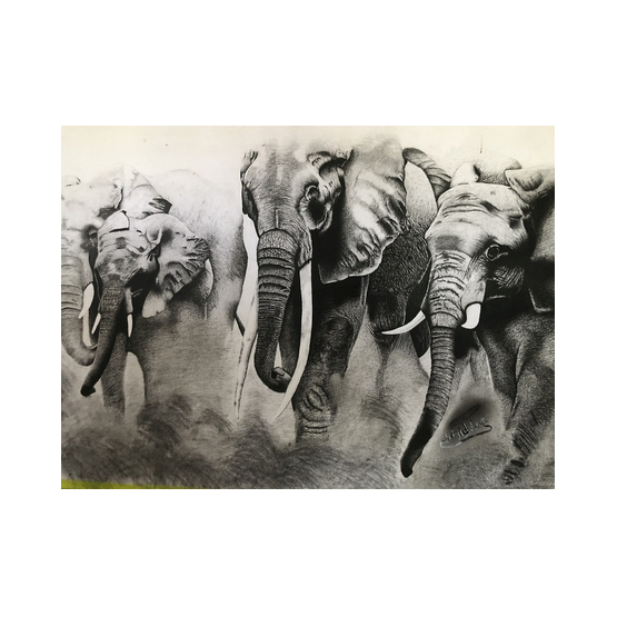 Herd of Elephants